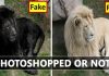 How To Tell If An Image Has Been Photoshopped